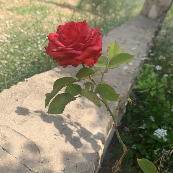 Meet your Posher, Farah - Picture 1 of 1